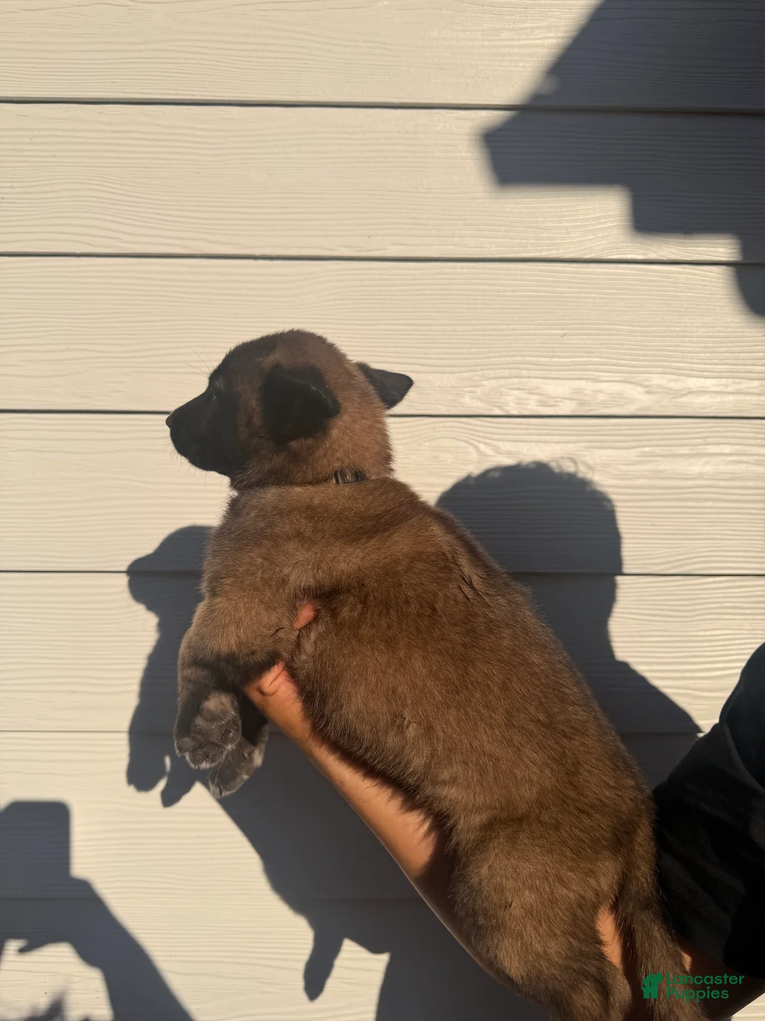 Belgian Malinois dogs for sale: Silver Collar - Ad 2