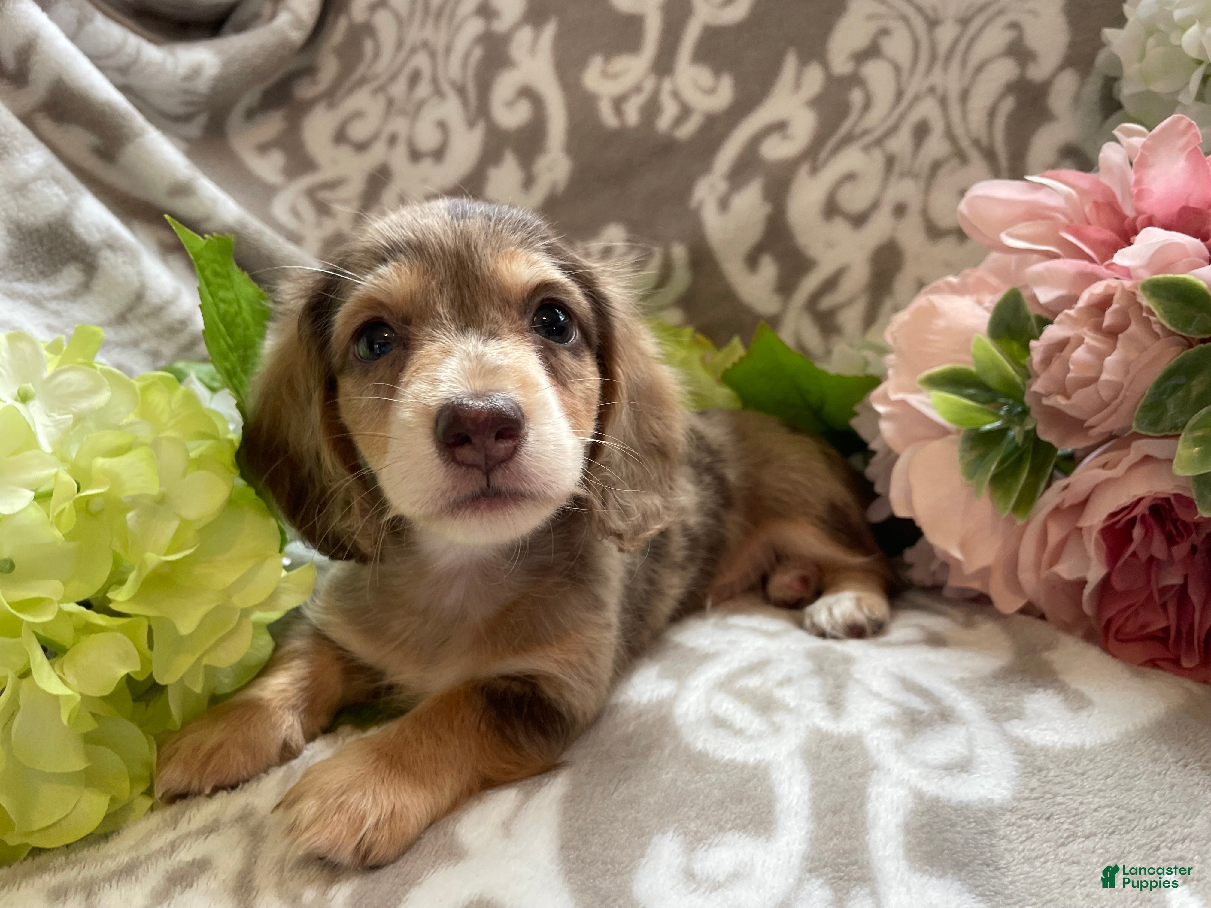Miniature Dachshund dogs Simba - Ad 1