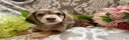 Miniature Dachshund dogs for sale: Simba - Ad 1
