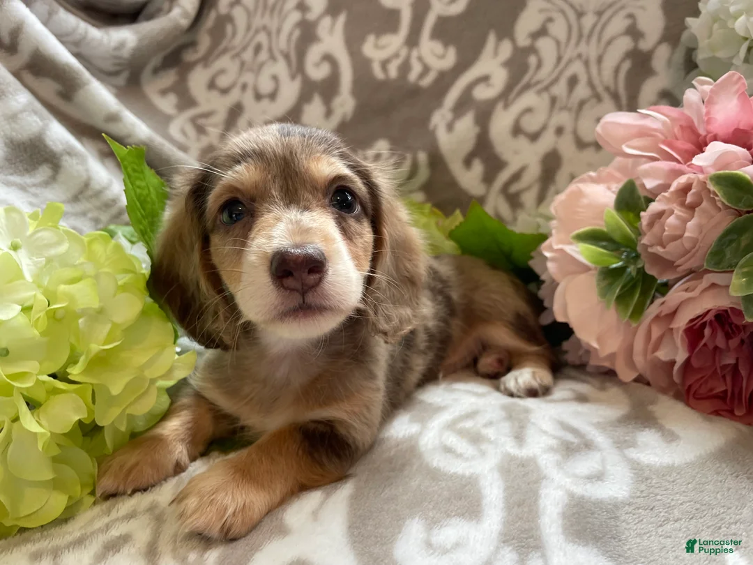 Miniature Dachshund dogs for sale: Simba - Ad 1
