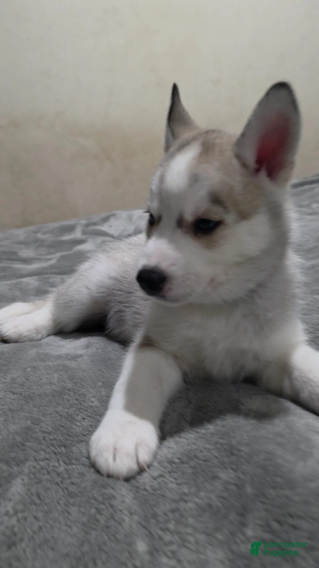 Siberian Husky dogs for sale: Siberian Husky Puppy 5 - Ad 2