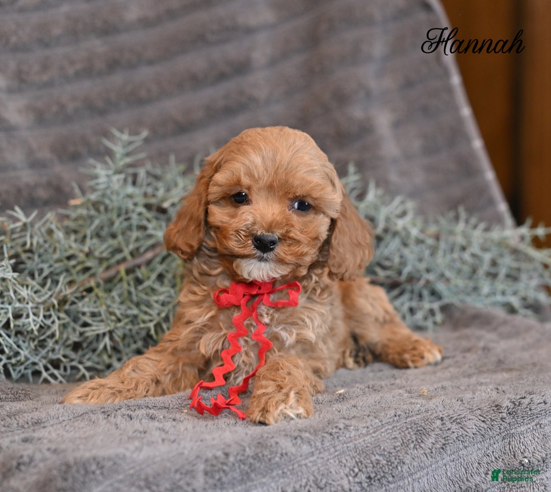 Cockapoo dogs for sale: Hannah - Ad 1