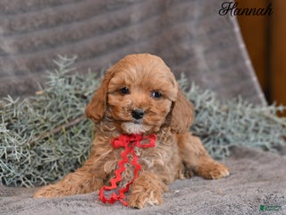 Cockapoo dogs Hannah - Ad 12