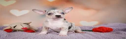 Chihuahua dogs for sale: JEREMY - Ad 3