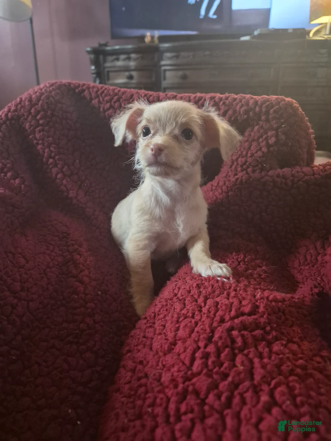 Chipoo dogs for sale:  Puppy 1 - Ad 4