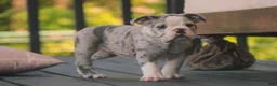 Mixed Breed dogs for sale: Splendor Victorian Bulldog - Ad 4
