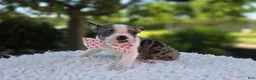 Boston Terrier dogs for sale: Dolly - Ad 4