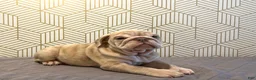 English Bulldog dogs for sale: River - Ad 4