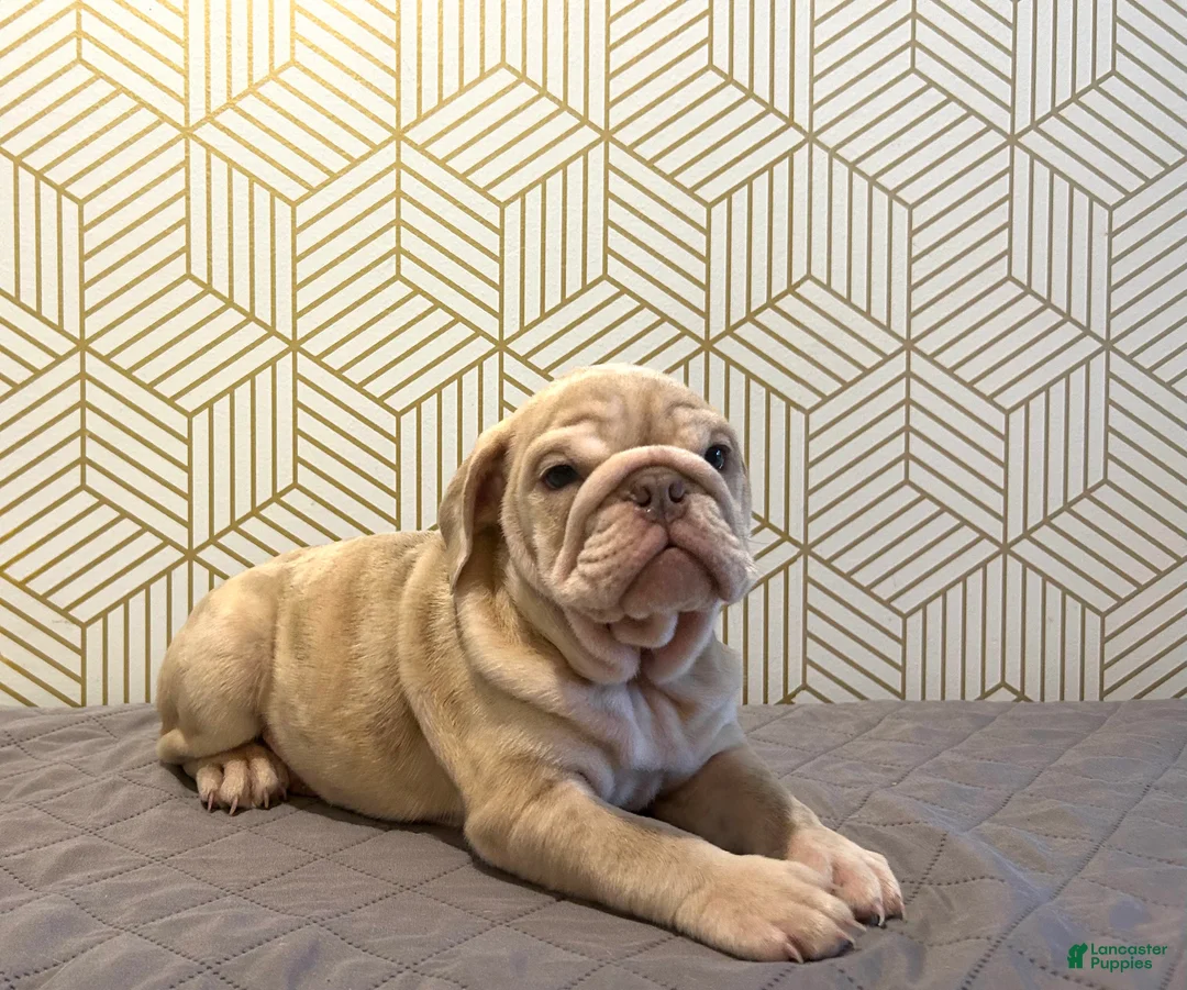 English Bulldog dogs for sale: River - Ad 4