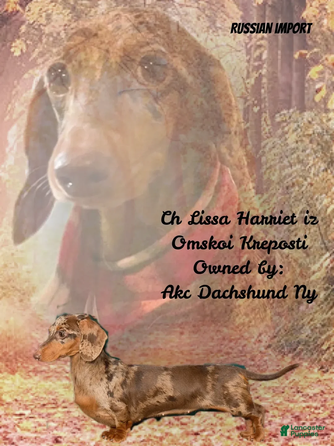 Dachshund dogs for sale: Ch Harriet LH dappleAkc - Ad 3
