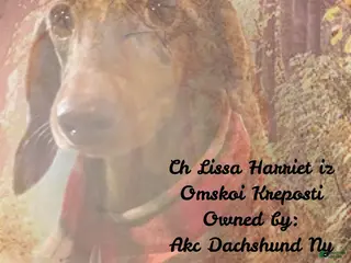 Dachshund dogs Ch Harriet LH dappleAkc - Ad 30