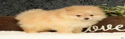 Pomeranian dogs for sale: Cream Puff - Ad 9