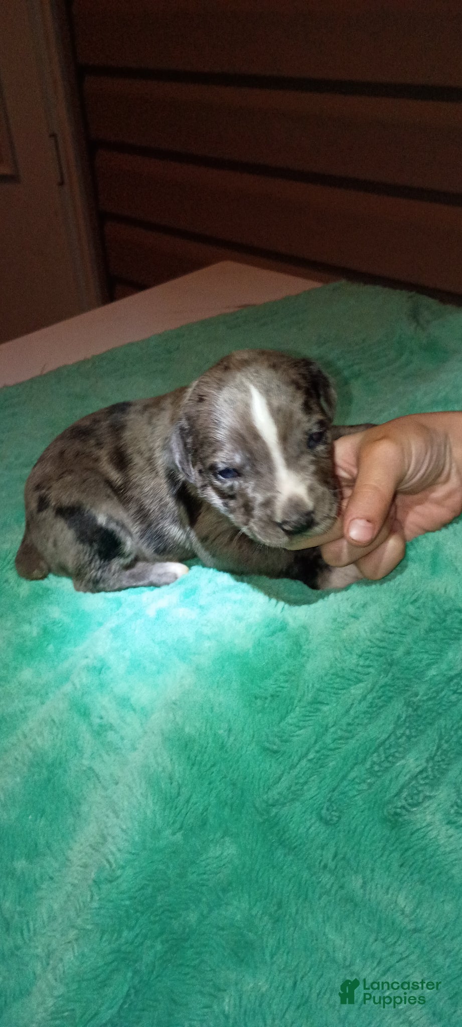 Daniff dogs CREED-Daniff Puppy 3 - Ad 3