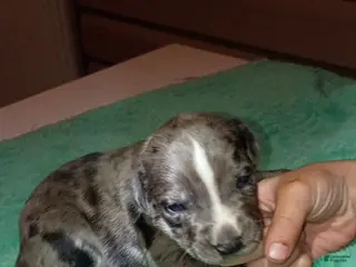 Daniff dogs CREED-Daniff Puppy 3 - Ad 3