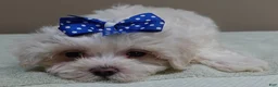 Maltese dogs for sale: Bogie - Ad 13