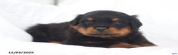 Rottweiler dogs for sale: Cruze - Ad 4