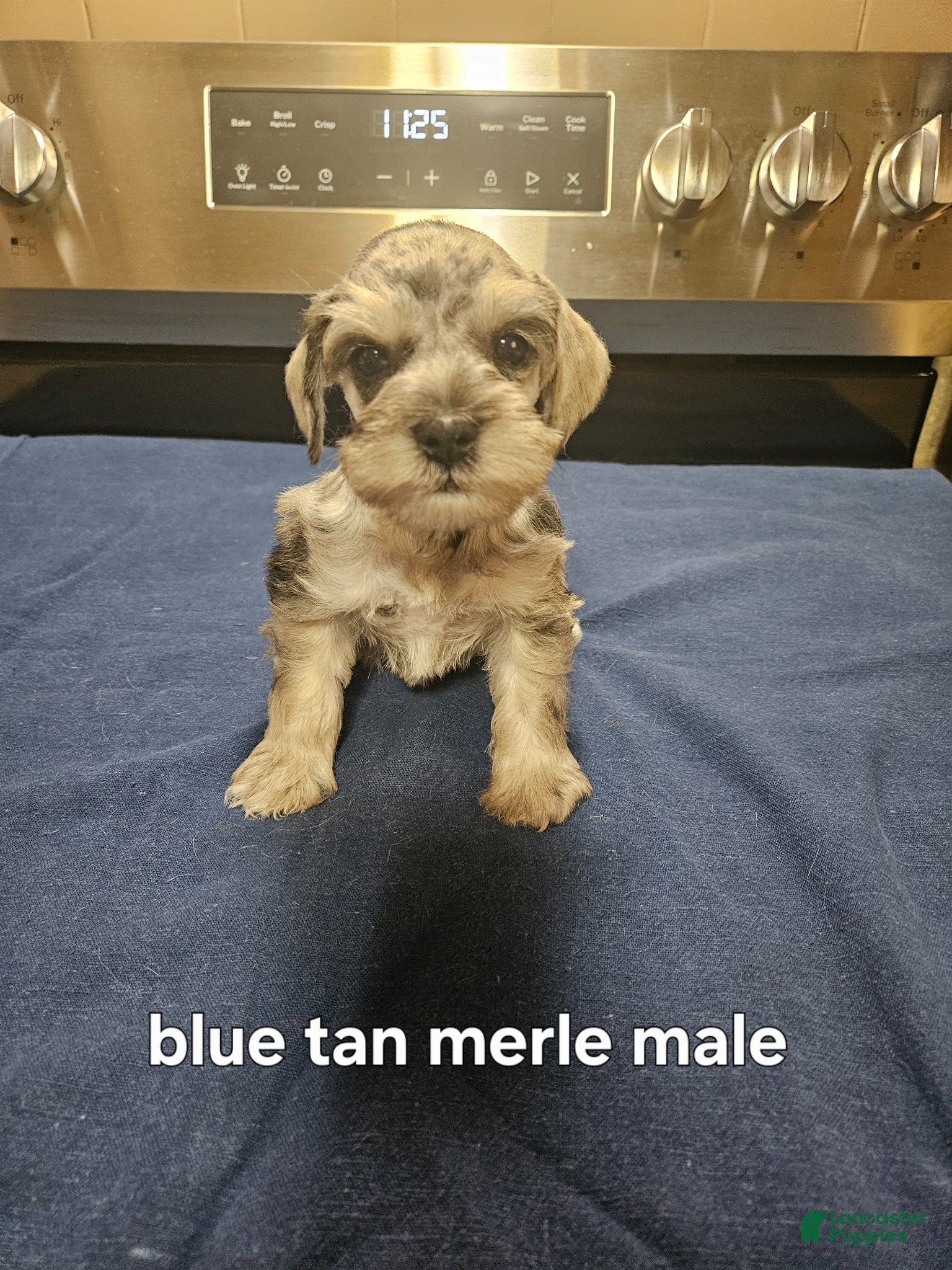 Blue tan merle male 