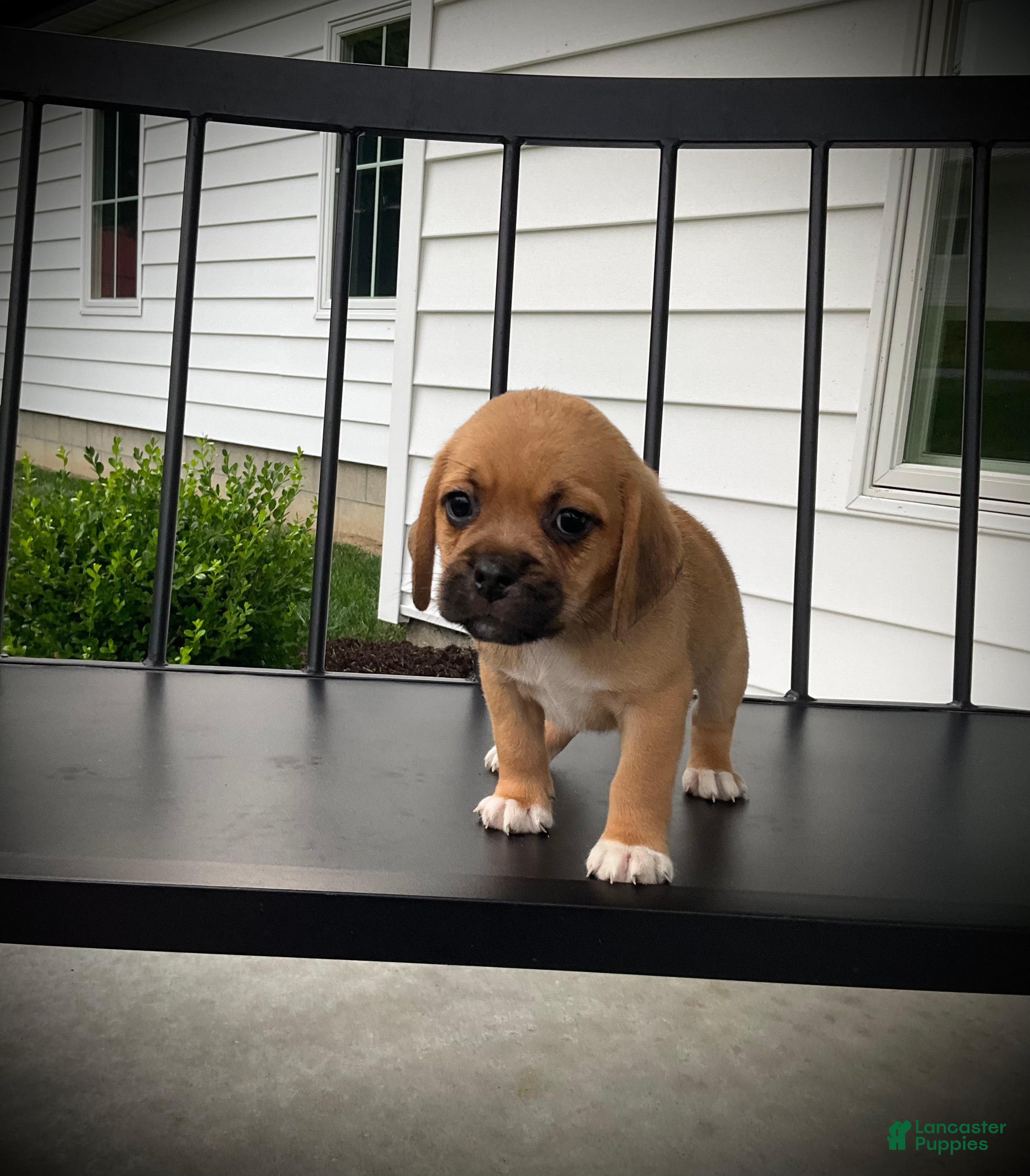 Puggle dogs Scout  - Ad 1