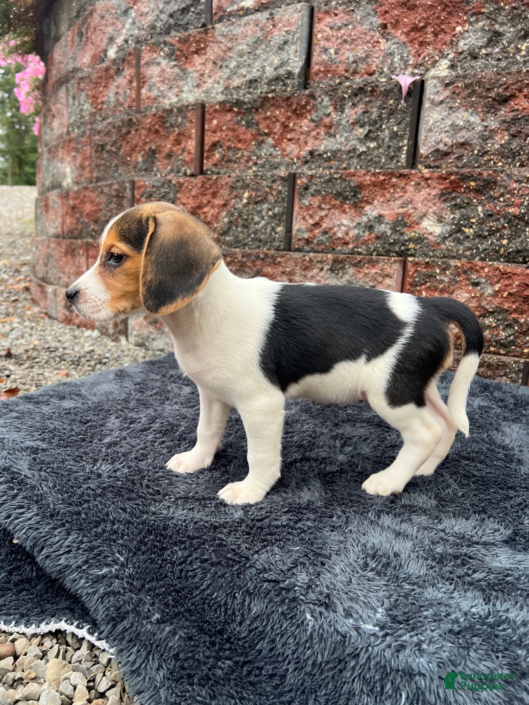 Beagle dogs for sale: Autumn - Ad 5