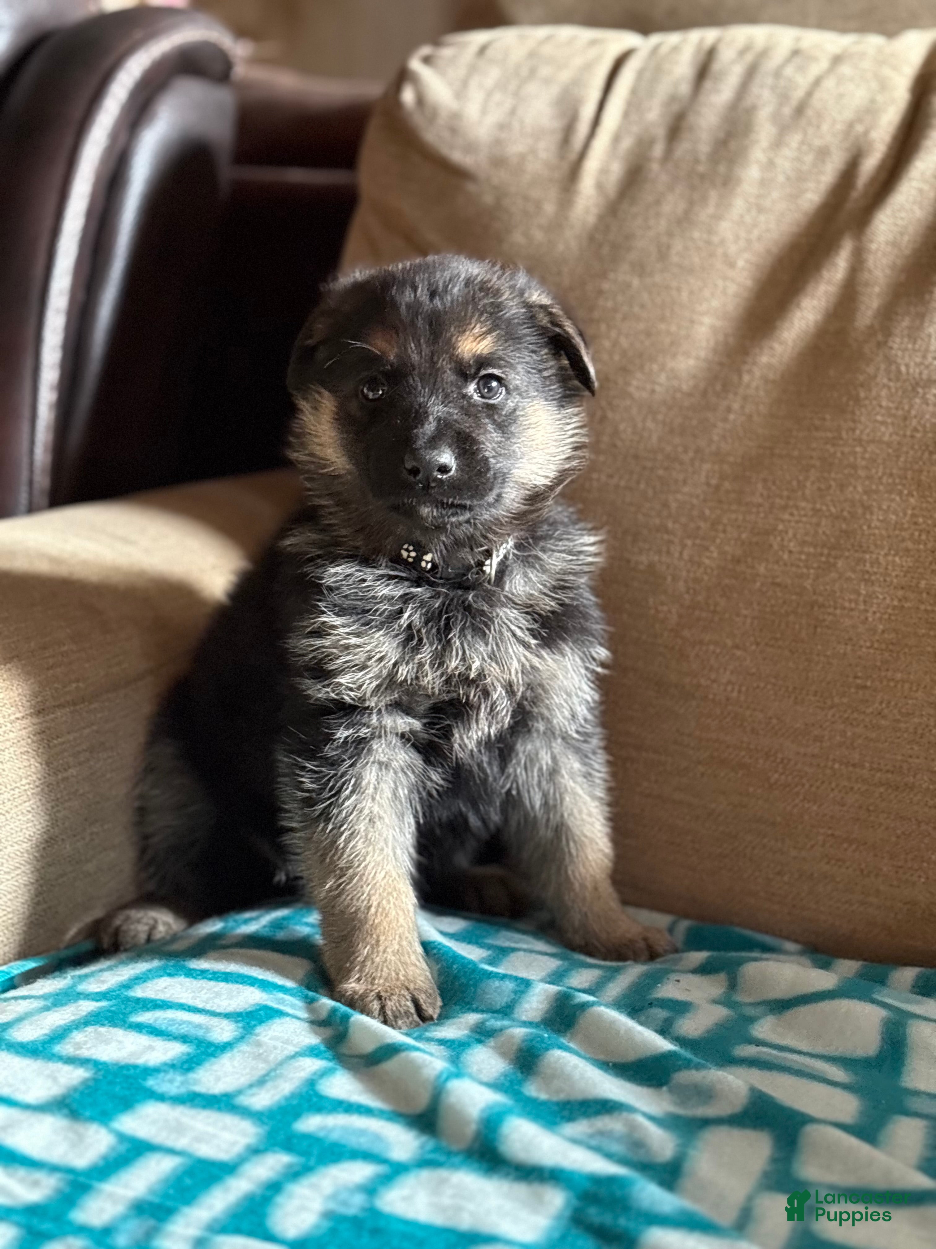 German Shepherd dogs Black Collar Male - Ad 17