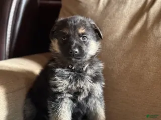 German Shepherd dogs Black Collar Male - Ad 17