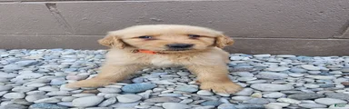AKC Tater Tot