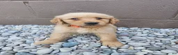 Golden Retriever dogs for sale: AKC Tater Tot - Ad 1