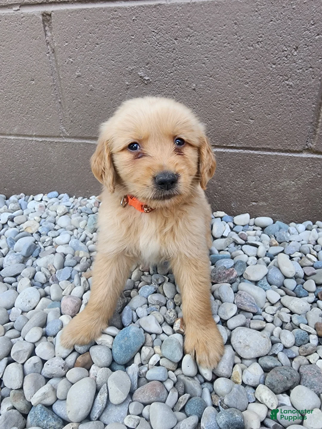 Golden Retriever dogs for sale: AKC Tater Tot - Ad 1