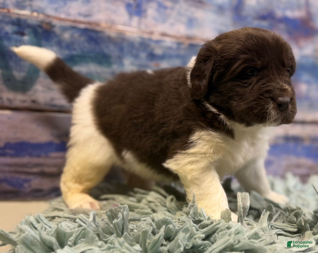 Mixed Breed dogs for sale: Stephanie OFA DNA - Ad 9