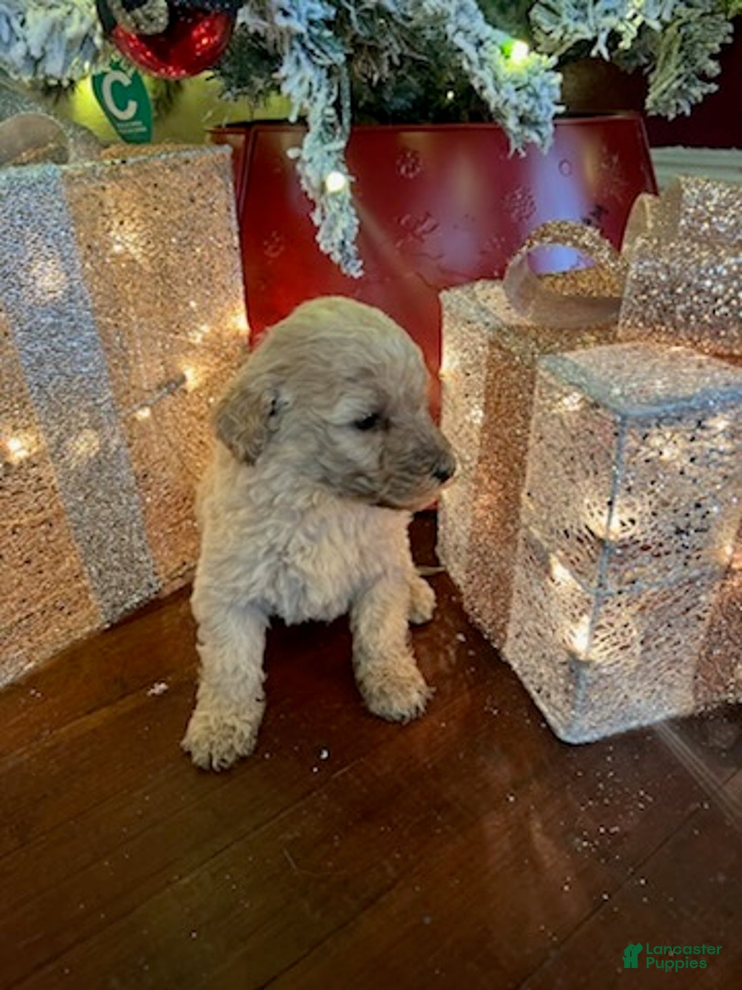 Standard Poodle dogs for sale: Rose - Ad 5