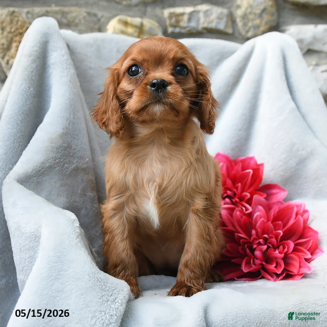 Cavalier King Charles Spaniel dogs for sale: Haley - Ad 2