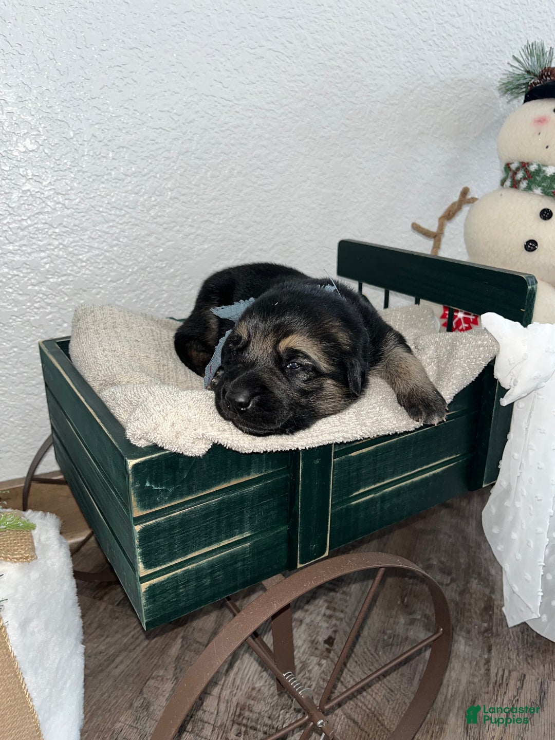 Mixed Breed dogs for sale: Max🩵 - Ad 2