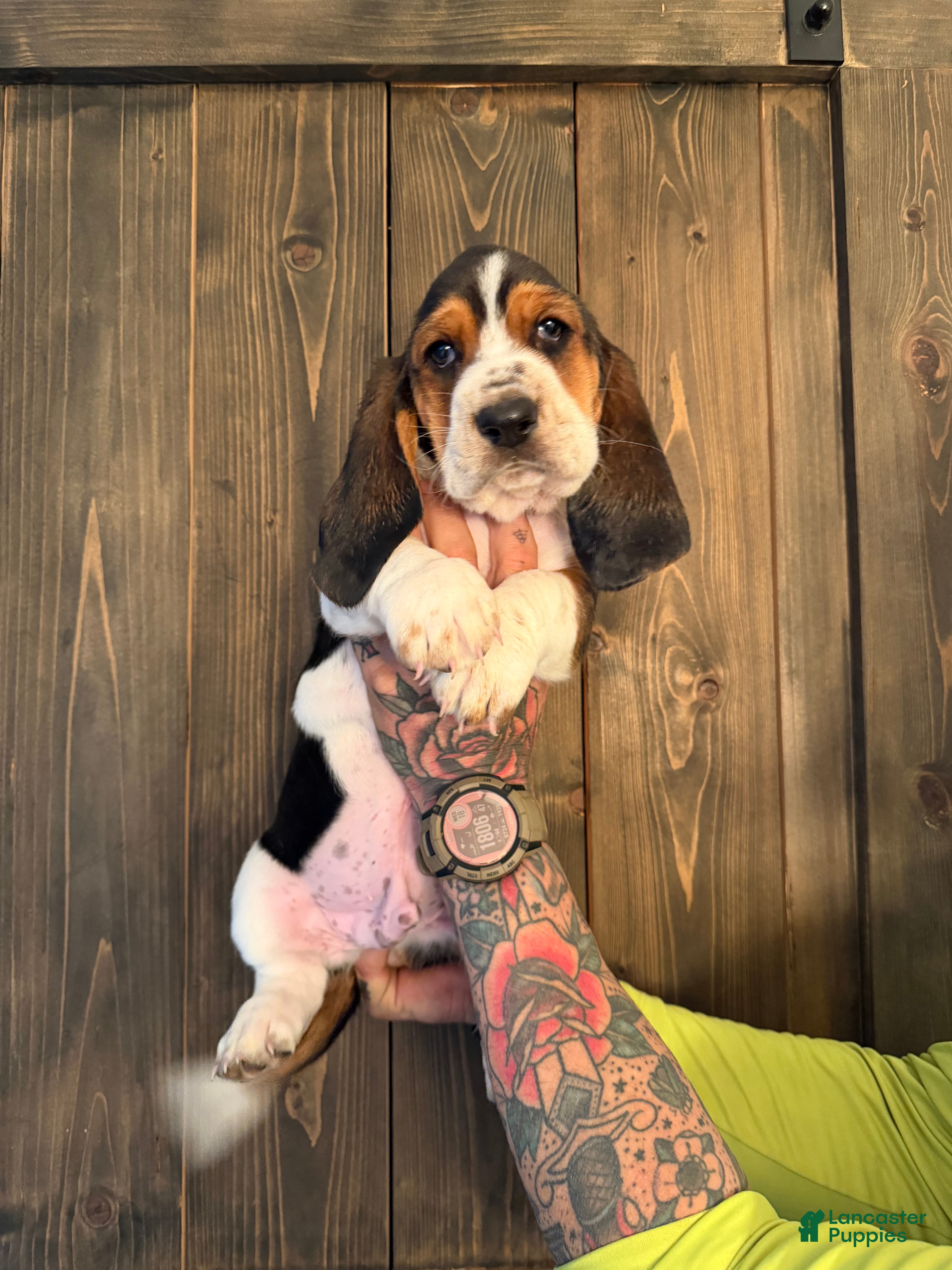 Basset Hound dogs Cash - Ad 15