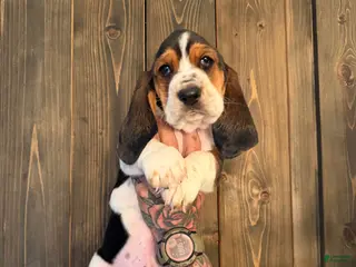 Basset Hound dogs Cash - Ad 15
