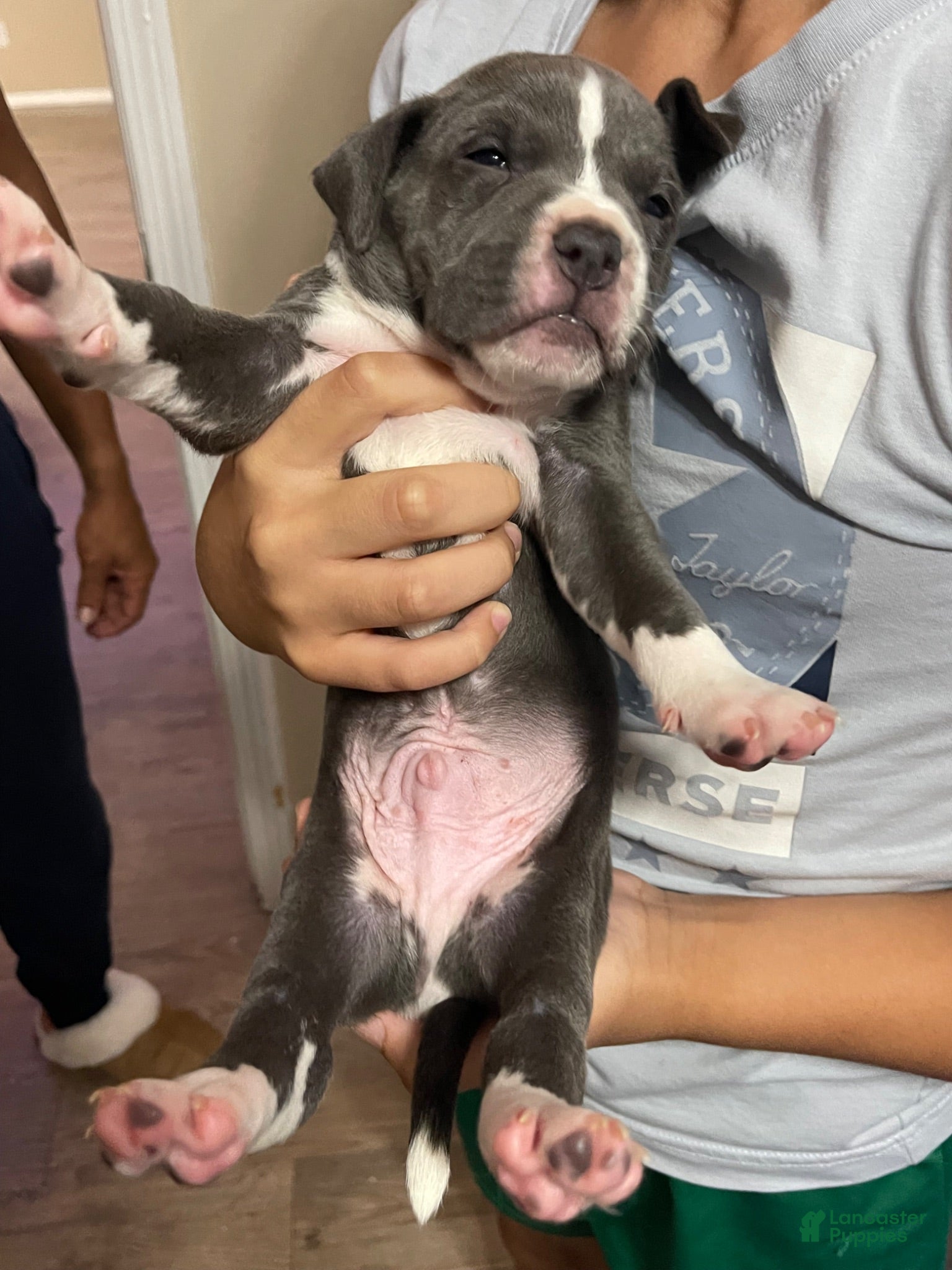 American Pit Bull Terrier dogs American Pit Bull Terrier 1 - Ad 10