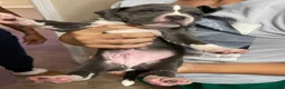American Pit Bull Terrier dogs for sale: American Pit Bull Terrier 1 - Ad 1