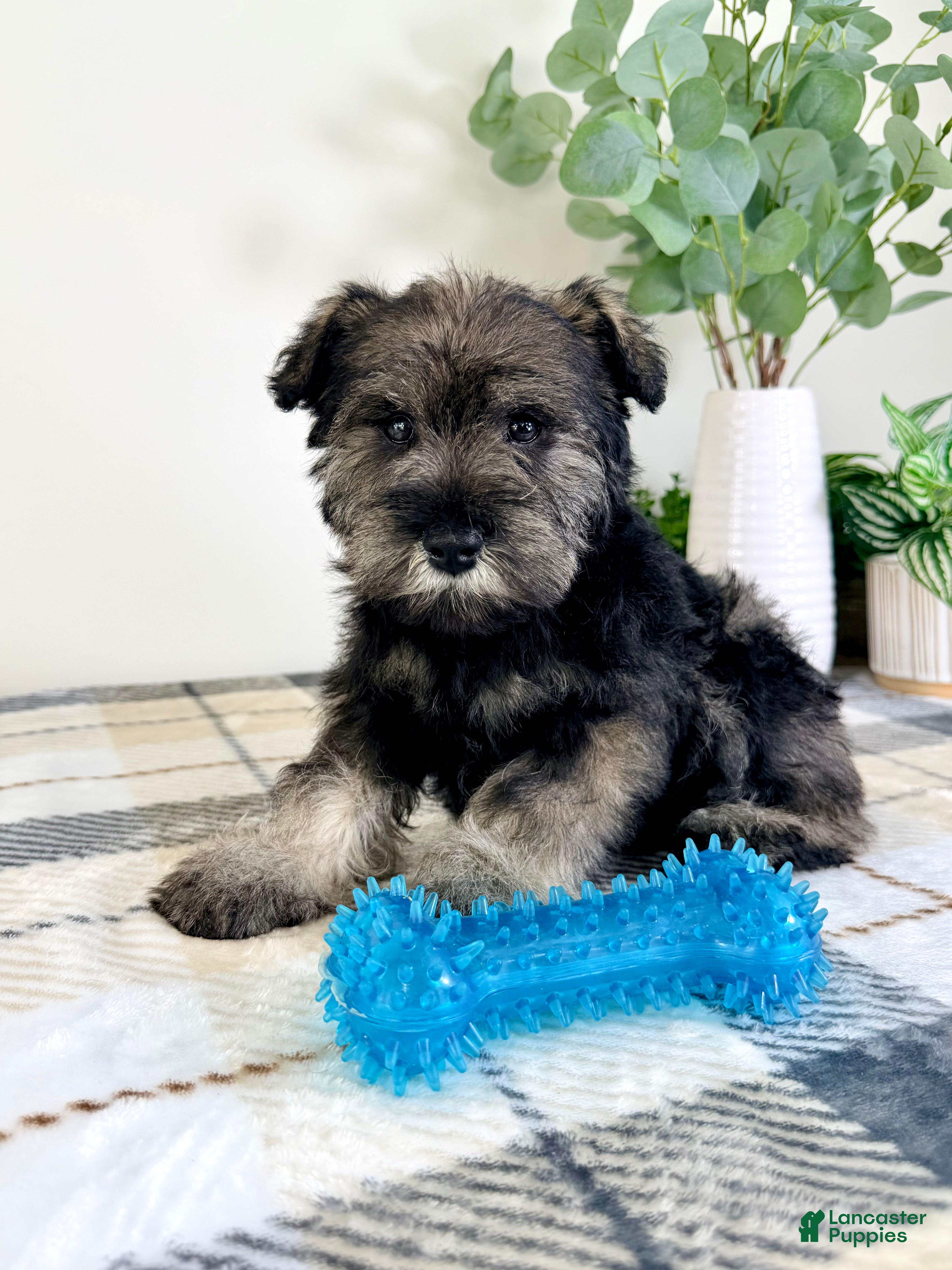 Miniature Schnauzer dogs AKC Bobby - Ad 15
