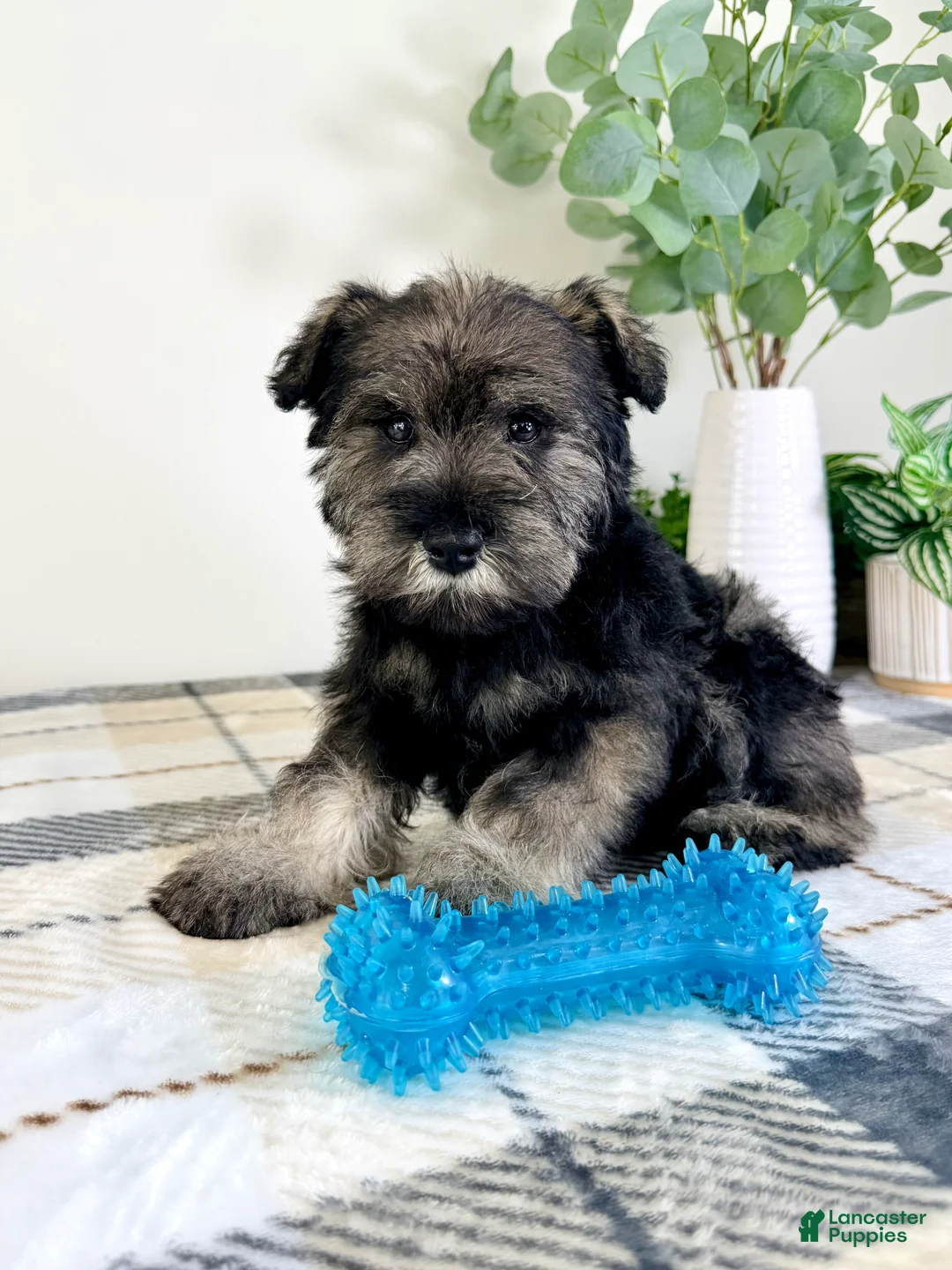 Miniature Schnauzer dogs for sale: AKC Bobby - Ad 1