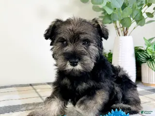 Miniature Schnauzer dogs AKC Bobby - Ad 15