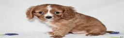 Cavalier King Charles Spaniel dogs for sale: Riley - Ad 2