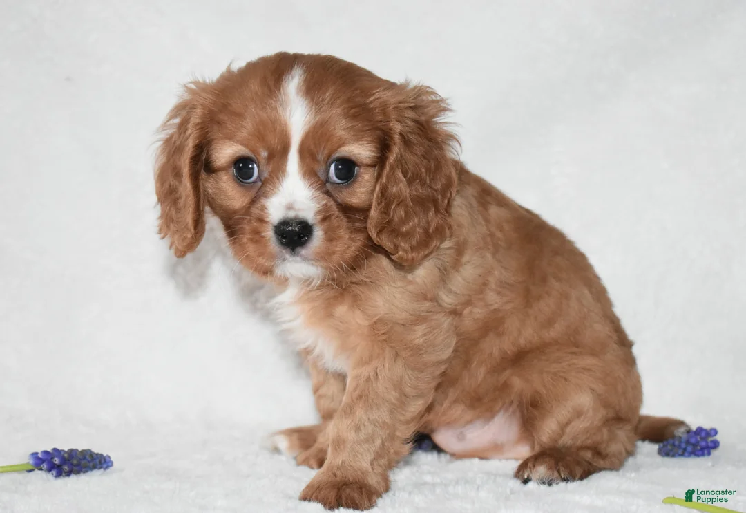 Cavalier King Charles Spaniel dogs for sale: Riley - Ad 2