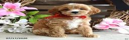 Cavapoo dogs for sale: Max - Ad 7