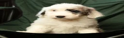Sheepadoodle dogs for sale: Sophia - Ad 7