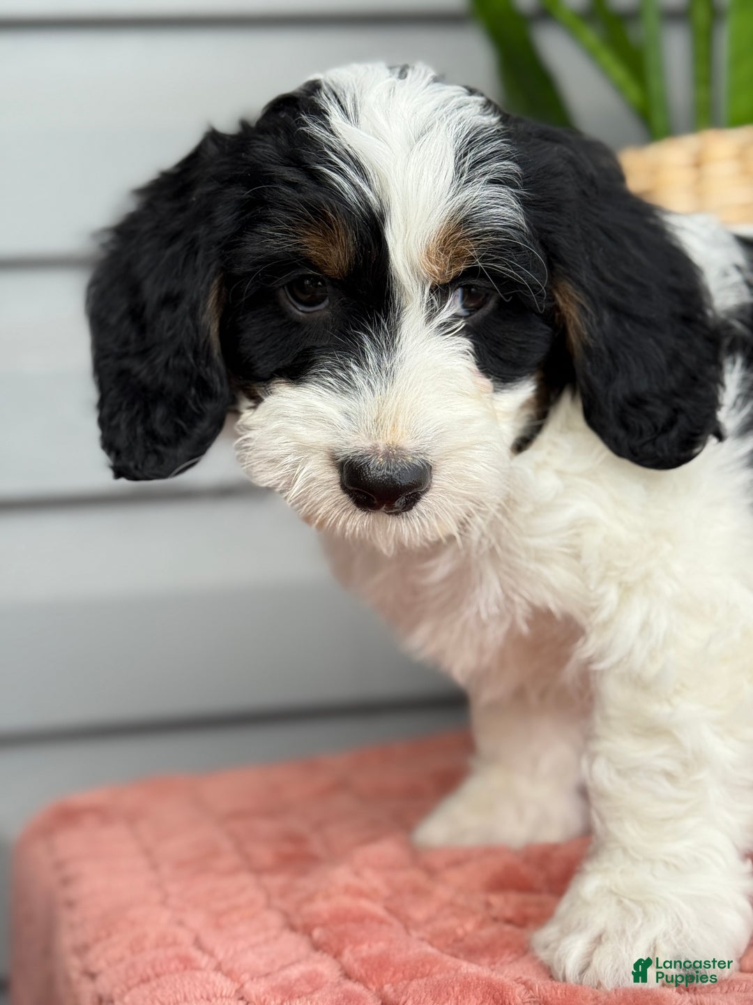 Mini Bernedoodle dogs for sale: Fern - Ad 9