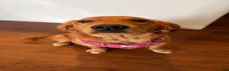 Golden Retriever dogs for sale: Golden Retriever 3 - Ad 3