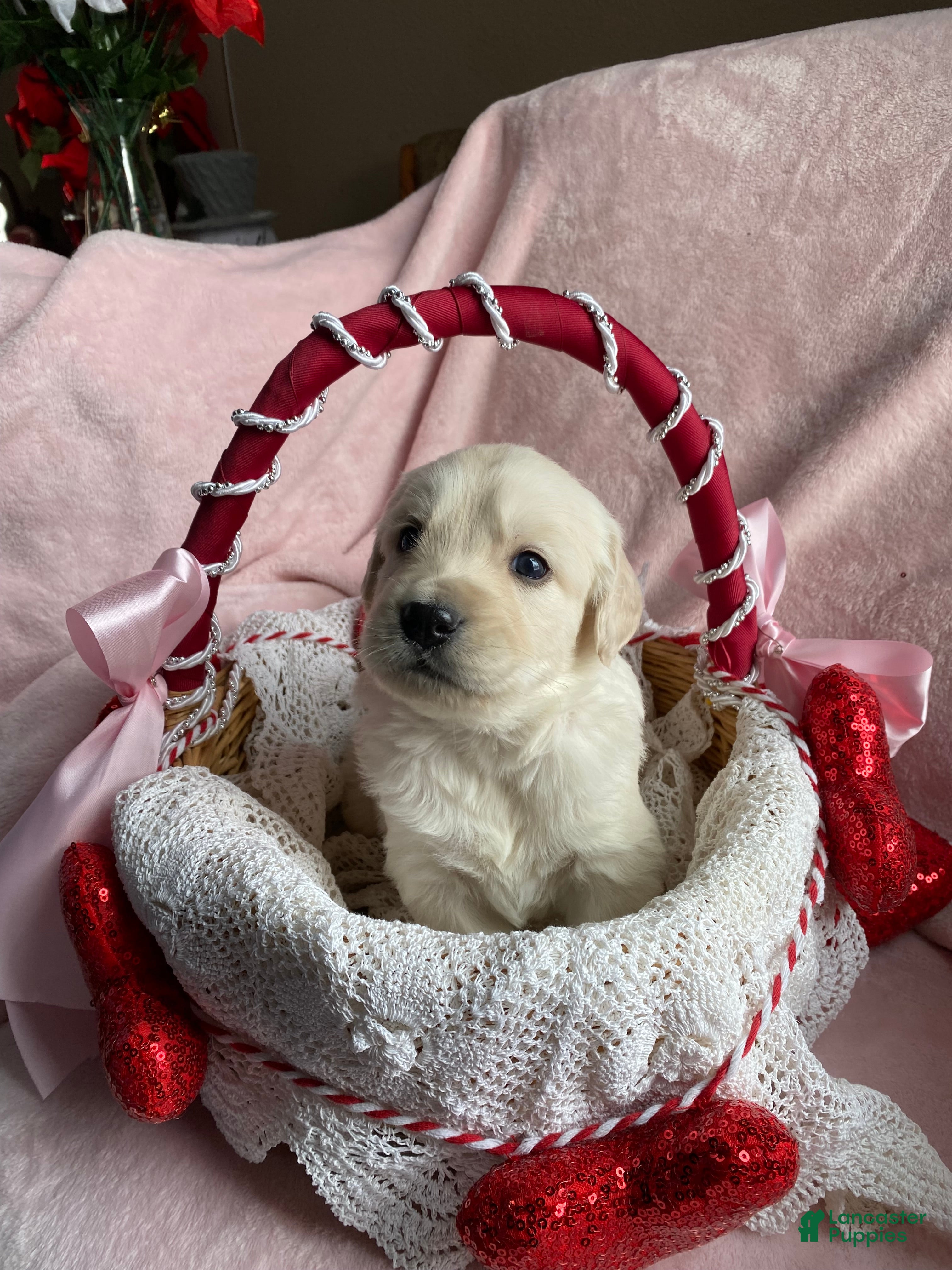 Mixed Breed dogs Ghost  - Ad 14