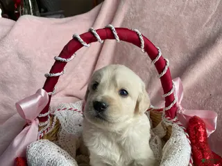 Mixed Breed dogs Ghost - Ad 14