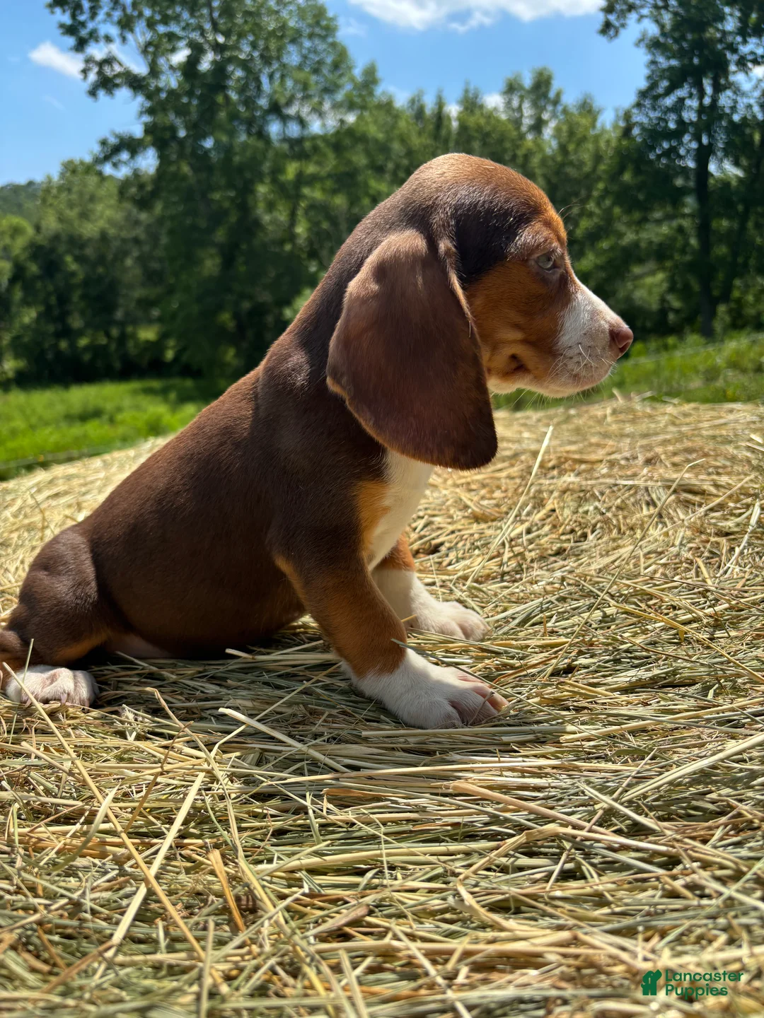 Beagle dogs for sale: Beagle 1 - Ad 2