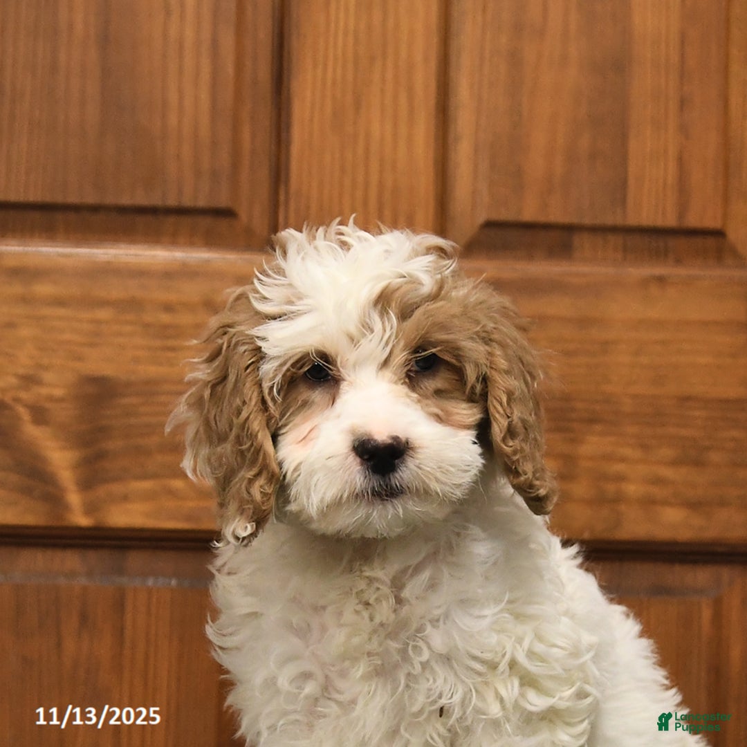 Shihpoo dogs for sale: Hunter - Ad 5