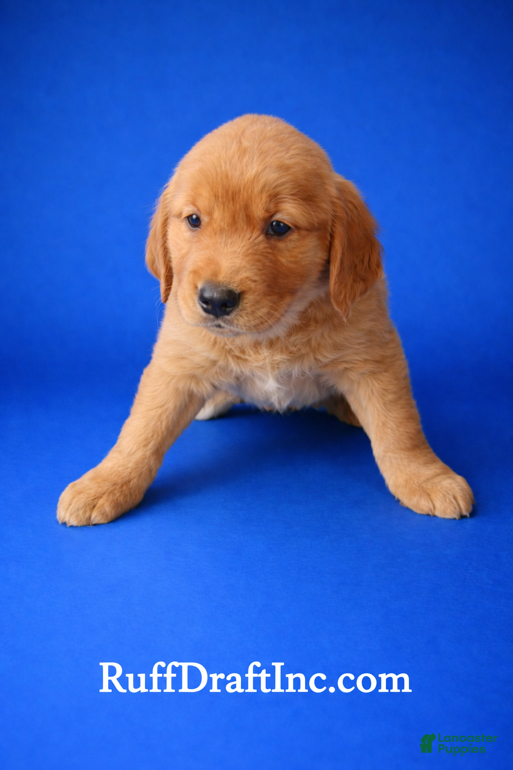 Golden Retriever dogs Kane - Ad 1